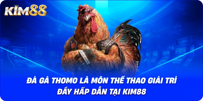 Đá gà Thomo là môn thể thao giải trí đầy hấp dẫn tại KIM88.