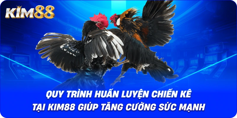 Quy trình huấn luyện chiến kê tại KIM88 giúp tăng cường sức mạnh.