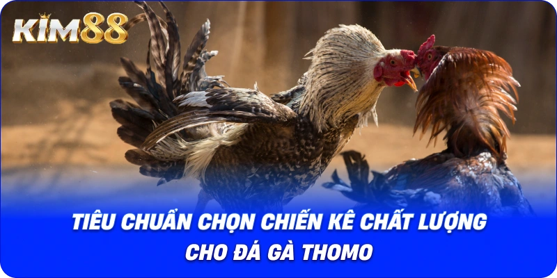 Tiêu chuẩn chọn chiến kê chất lượng cho Đá gà Thomo.